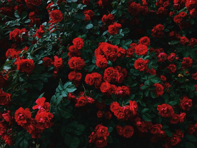 Les roses, stars du show à Permet - Unsplash (Nikita Tikhomirov)