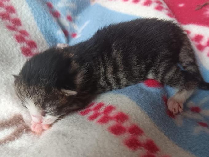 Pleeggezinnen staan klaar om de kittens te helpen.