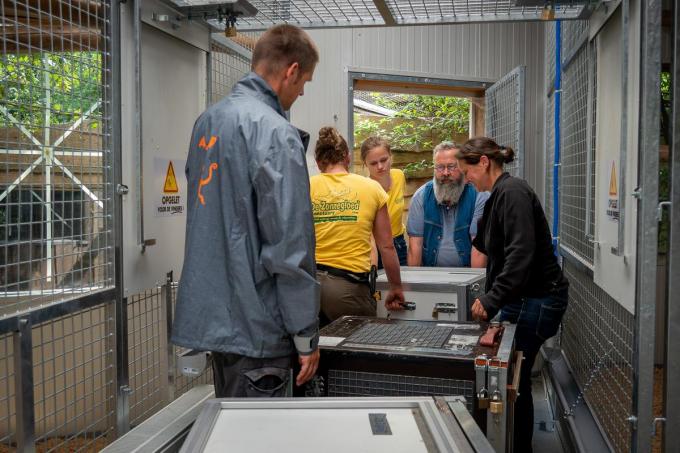Na bijna twee jaar in Nederland zijn acht groene bavianen teruggekeerd naar De Zonnegloed in Vleteren.