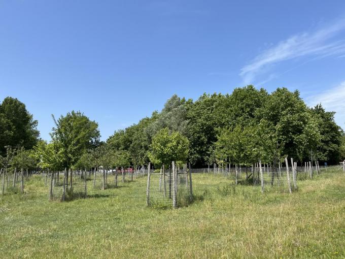 De bomen zullen op een andere locatie herplant worden.