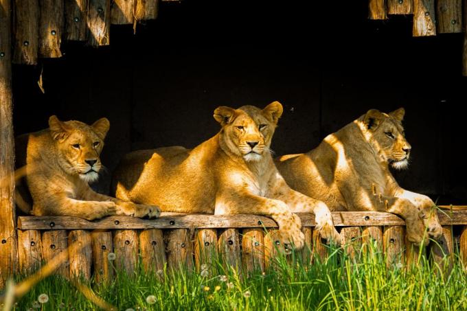 De dieren in Bellewaerde Park kunnen ook rekenen op verschillende schaduwrijke plekjes.