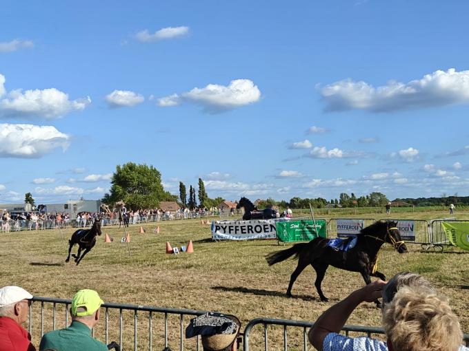 Tijdens de ponykoers werd het even spannend wanneer drie paarden zonder jockey de rit afmaakten.