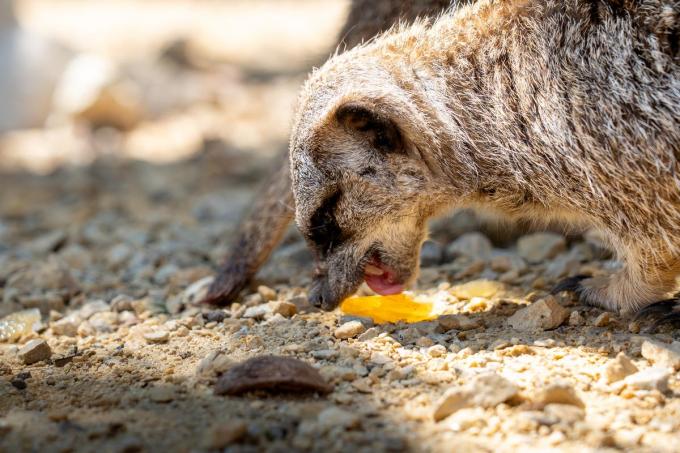 Dieren in De Zonnegloed koelen af met verfrissende ijsjes.