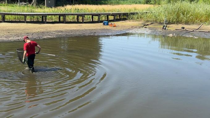 In het Stevenspark in Sint-Kruis hebben de stadsdiensten een honderdtal vissen gered, die door zuurstoftekort in het water in de problemen kwamen.