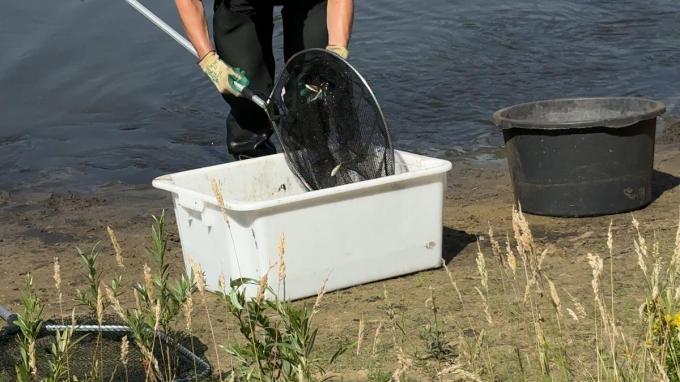In het Stevenspark in Sint-Kruis hebben de stadsdiensten een honderdtal vissen gered, die door zuurstoftekort in het water in de problemen kwamen.