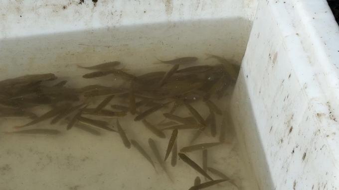In het Stevenspark in Sint-Kruis hebben de stadsdiensten een honderdtal vissen gered, die door zuurstoftekort in het water in de problemen kwamen.
