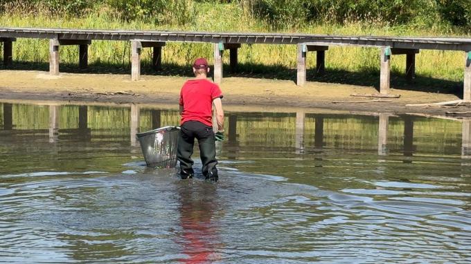 In het Stevenspark in Sint-Kruis hebben de stadsdiensten een honderdtal vissen gered, die door zuurstoftekort in het water in de problemen kwamen.