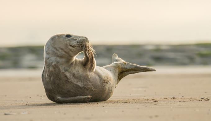 Peut-être que parmi les meilleures activités de l'été en Belgique, vous aurez la chance de croiser un phoque à la mer du nord ? Getty Images