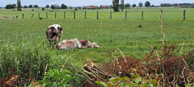 Verscheidene koeien hadden zware brandwonden.