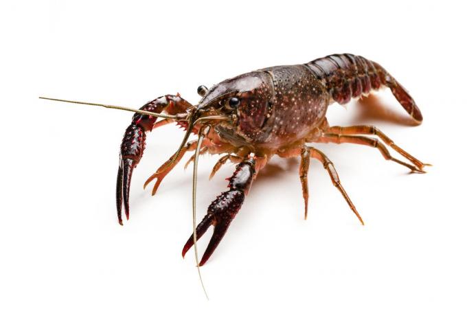 De exotische rivierkreeften zijn een drager van de kreeftenpest, waartegen ‘onze’ rivierkreeft niet resistent is.