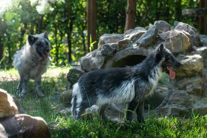 De poolvossen zijn momenteel hun zomervacht aan het krijgen. Vandaar dat ze er een rare mengeling van zwart en wit uitzien.