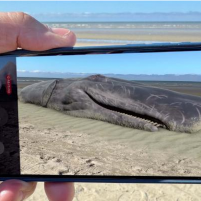 De ultieme vakantieselfie maak je met potvis Valentijn op het strand van Sint-André. (GF)