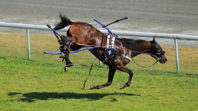Het paard maakte heel wat bokkensprongen.