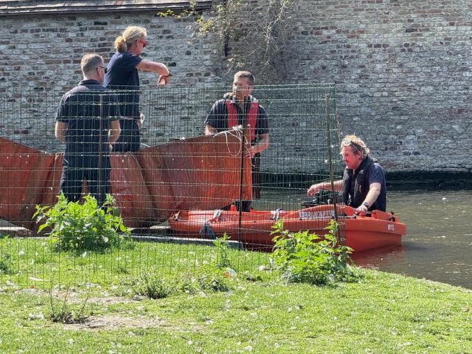 De Brugse brandweer legde een dam aan en zorgde zo voor een afgebakende zone waar de zwanen veilig kunnen zwemmen.