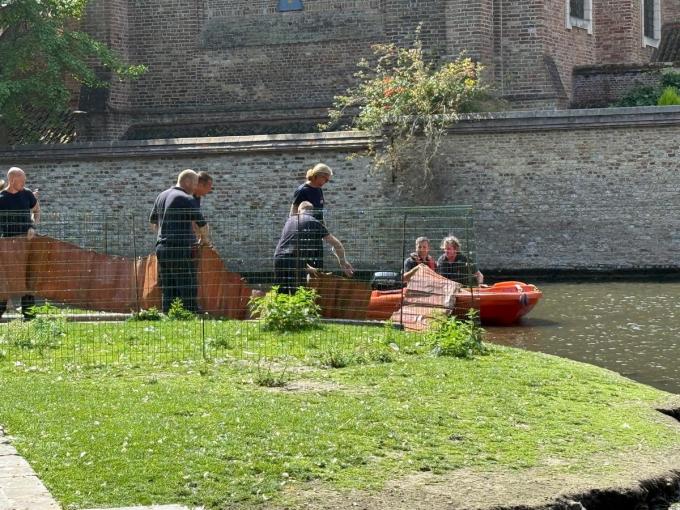 De Brugse brandweer legde een dam aan en zorgde zo voor een afgebakende zone waar de zwanen veilig kunnen zwemmen.