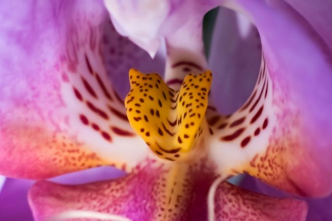 Combien seriez-vous prêt·e à payer pour une orchidée? Unsplash (Irfan Simsar)