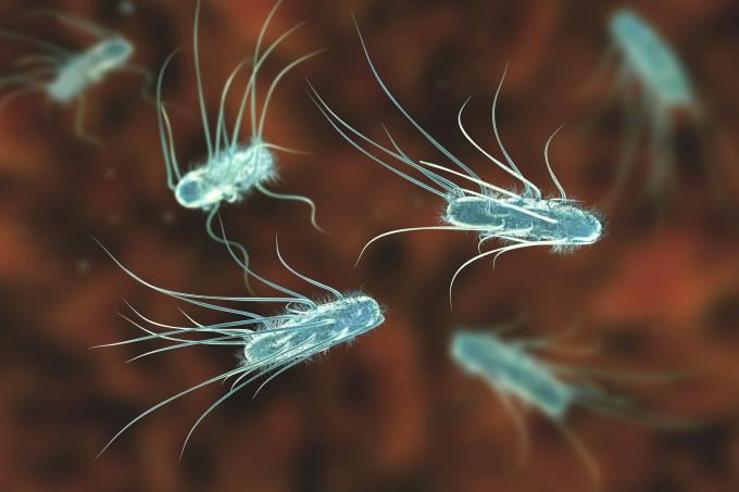 Deux cas d’infection à la bactérie Stec confirmés dans un home à Ottignies