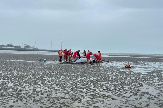 De gemeentelijke diensten (o.a. redders, politie) zetten samen met Jan Haelters en North Sealteam alles op alles om het dier in leven te houden. Er wordt hele tijd water gegoten rond het dier. Ook de bulldozer is onderweg om water tot bij de dwergvinvis te leiden.