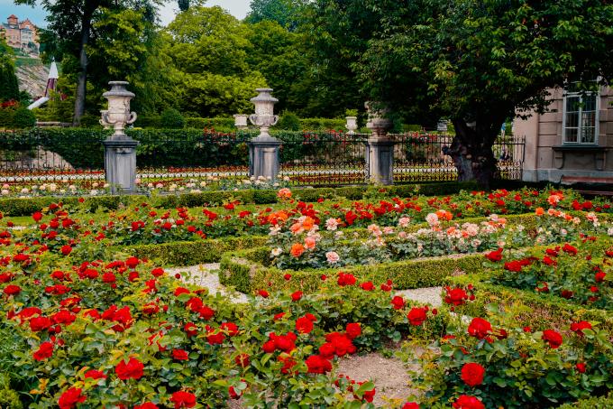 Roses garden