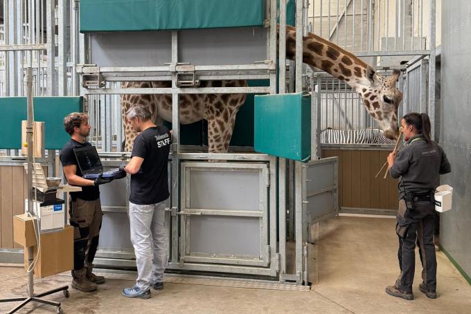 Een van de giraffen wordt onderzocht.