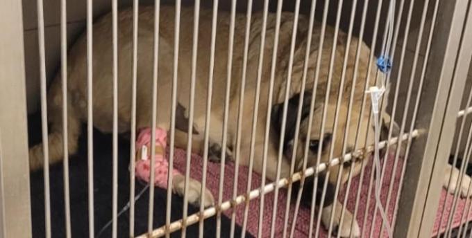 Onbekenden hebben Ona, de hond van Nikita Adriaenssens (34) uit Koekelare, vergiftigd.