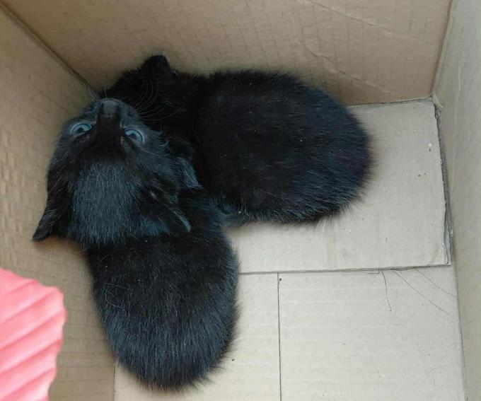 Twee gevonden kittens.