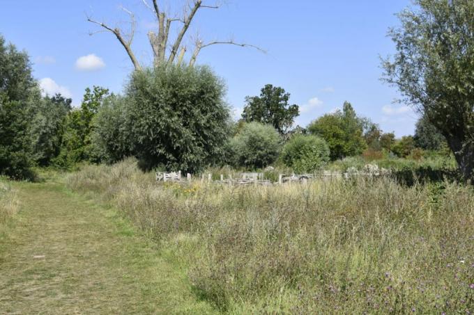 De Gavers blijkt een ideale omgeving voor zeldzamere bijensoorten.