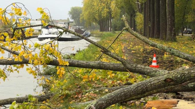 De kruin van een boom kwam in het Kanaal Gent-Brugge terecht.