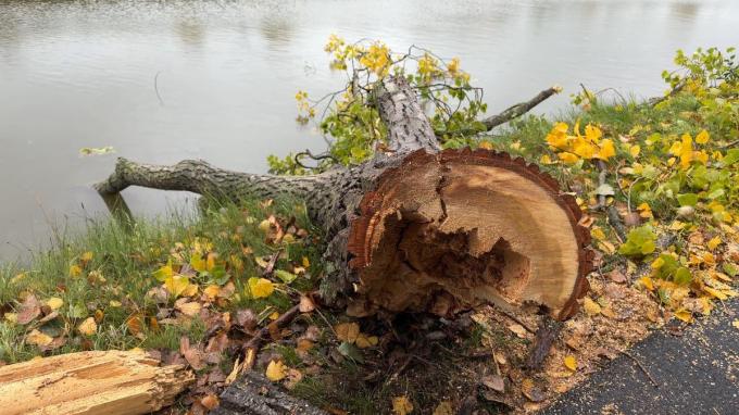 De kruin van een boom kwam in het Kanaal Gent-Brugge terecht.