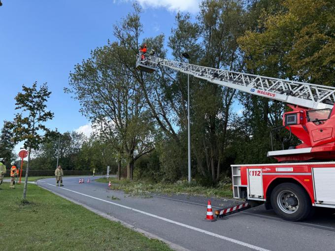 De brandweer kwam ter plaatse en vroeg nog een ladderwagen als versterking om de boom uit voorzorg te vellen.