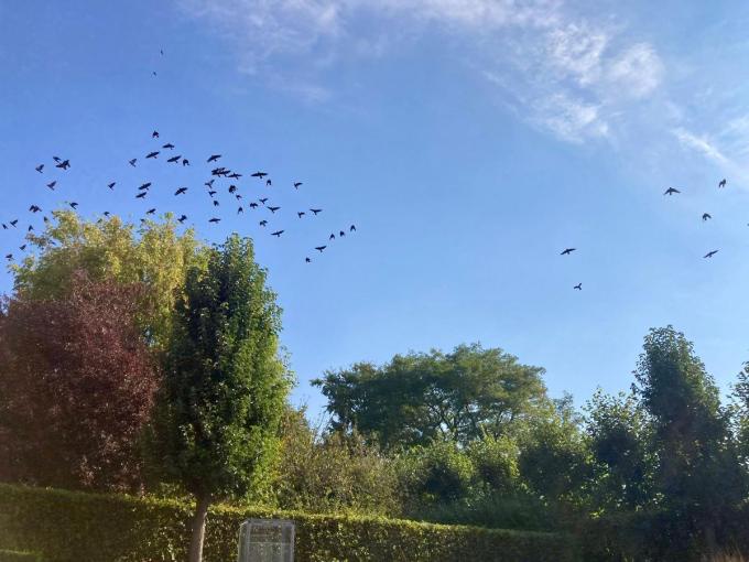 In Spiere-Helkijn zit al geruime tijd een zwerm van 200 kauwen die heel wat overlast veroorzaken.