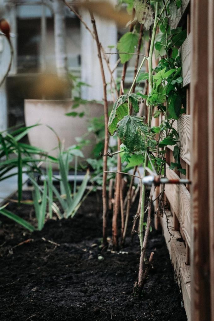 Planten of verplanten? Dan is het najaar dé ideale periode. De temperatuur zakt en het wordt vochtiger. (foto’s AD)