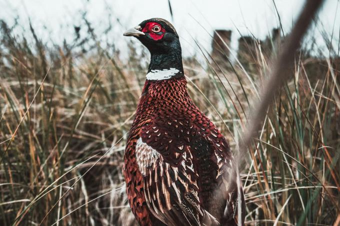 Pourquoi les chefs se détournent du gibier - Unsplash