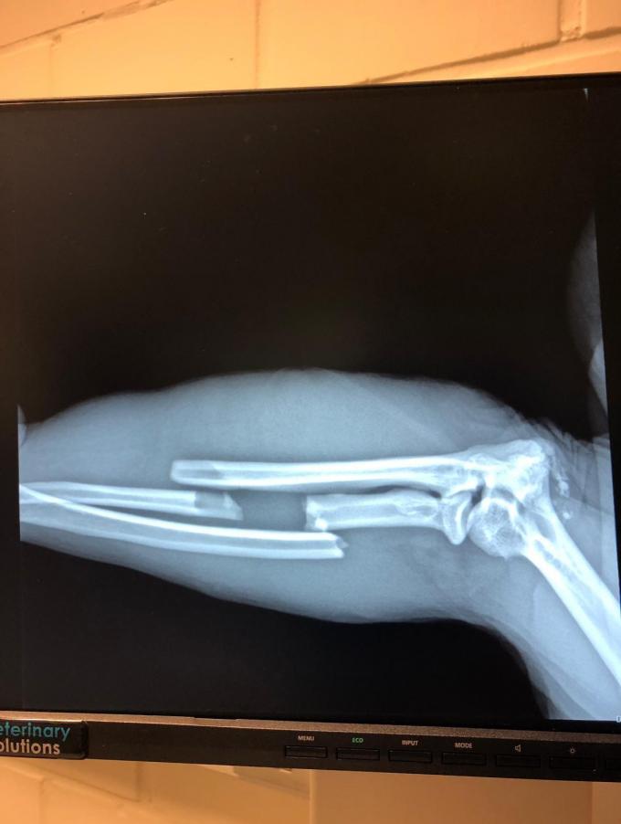 Berberaap Aziza brak haar arm.