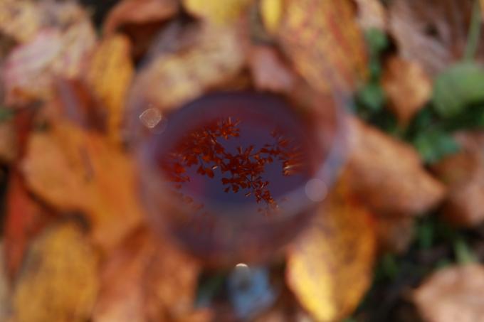 rose automne petra