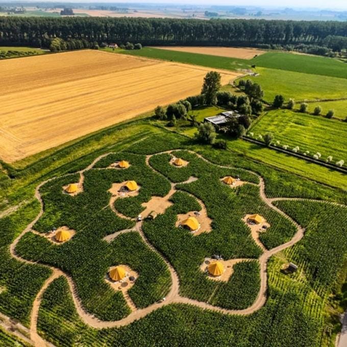 Maïsterplan in Damme