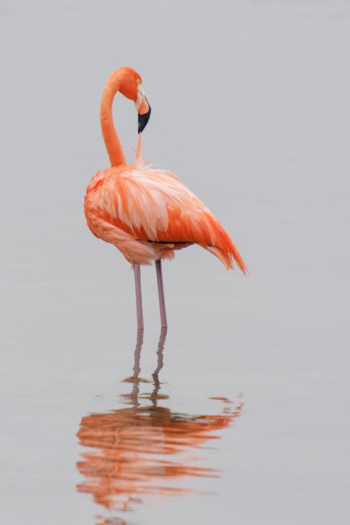 Het Gotomeer is dé plek om flamingo's te spotten. (foto Getty)