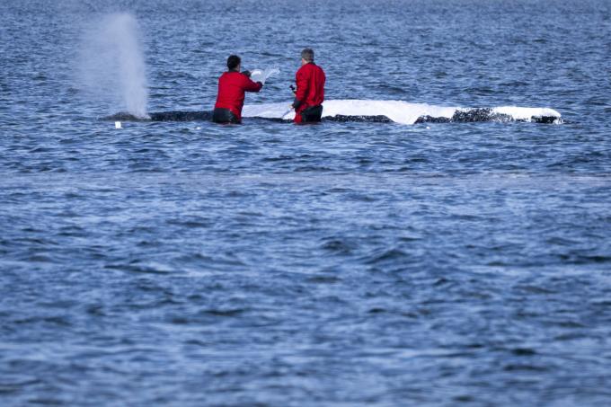 ‘Bultrug Timmy kennen we (maar vraag niet hoeveel mensen er deze week het Kanaal probeerden over te steken)’