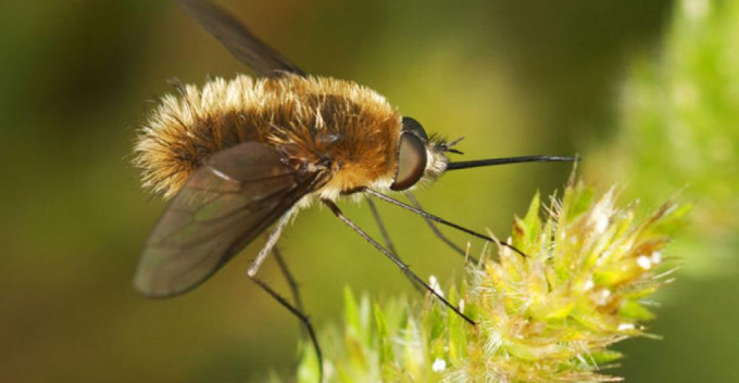‘Ga op zoek naar een insect dat je nooit eerder zag, of toch nooit eerder écht zag