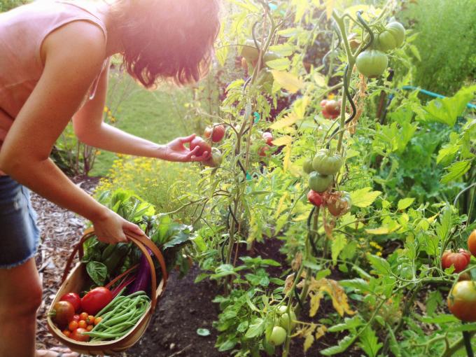 cueillette legumes tomate haricot