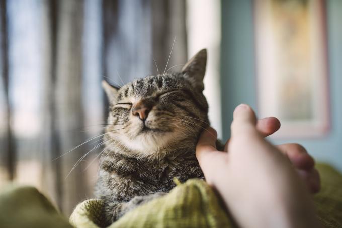 Chats