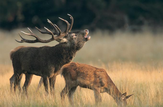 Brame du cerf ardennes belgique