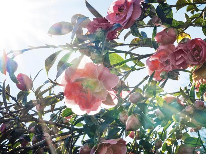 Camélias Chanel fleurs