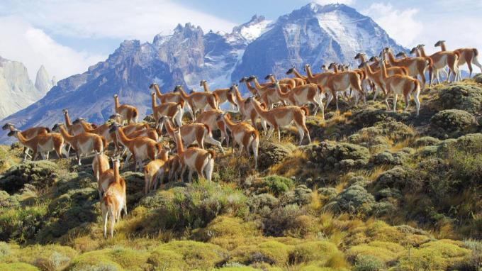 Le lama sauvage de Patagonie chilienne est un des animaux presentes dans la serie Netflix intitulee Parcs nationaux, ces merveilles du monde