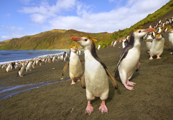 L'île Macquarie, au large de l'Australie, le paradis des pingouins