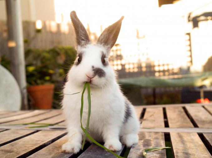 lapin chaleur