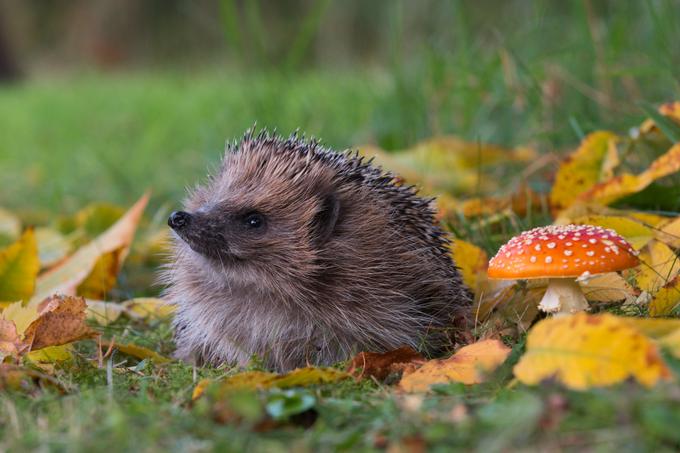 Geef een egel in je tuin een warm welkom
