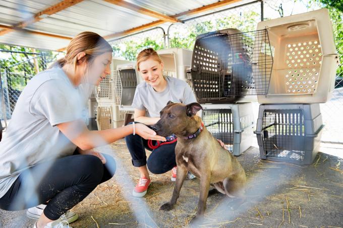 La bonne cause à qui vous faites un don peut trouver un foyer accueillant pour vos animaux.