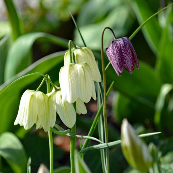 Ram: 21 maart t/m 20 april - fritillaria