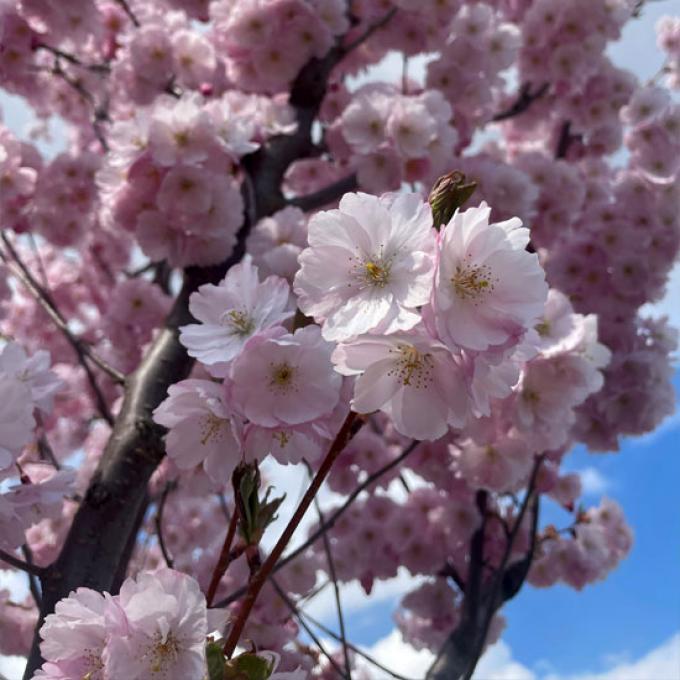 Tweelingen: 22 mei t/m 21 juni - prunus bloesem